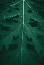 Green leaves pattern background. Papaya leaf. Natural leaf blurred background Royalty Free Stock Photo