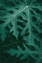 Green leaves pattern background. Papaya leaf. Natural leaf blurred background Royalty Free Stock Photo