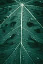 Green leaves pattern background. Papaya leaf. Natural leaf blurred background and wallpaper. moody tone background Royalty Free Stock Photo