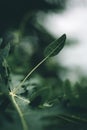Green leaves pattern background. Papaya leaf. Natural leaf blurred background and wallpaper. Moody tone background Royalty Free Stock Photo
