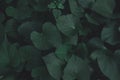 Green leaves pattern background. sweet potato leaves nature dark green tone background Royalty Free Stock Photo