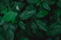 Green leaves pattern background. Wild betel leafbush nature dark green tone background Royalty Free Stock Photo