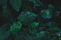 Green leaves pattern background. Wild betel leafbush nature dark green tone background Royalty Free Stock Photo