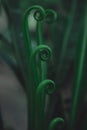 Green leaves pattern background. Young leaves BirdÃ¢â¬â¢s nest fern, Asplenium nidus tree. Green leaves color tone dark background Royalty Free Stock Photo