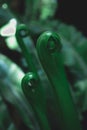 Green leaves pattern background. Young leaves BirdÃ¢â¬â¢s nest fern, Asplenium nidus tree. Green leaves color tone dark background Royalty Free Stock Photo