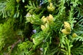 Green leaves pattern of creeping juniper or Juniperus horizontalis