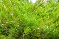 Green leaves pattern of creeping juniper or Juniperus horizontalis