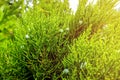 Green leaves pattern of creeping juniper or Juniperus horizontalis