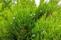 Green leaves pattern of creeping juniper or Juniperus horizontalis