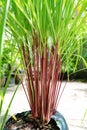 Green leaves pattern of Cymbopogon nardus In the garden