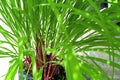 Green leaves pattern of Cymbopogon nardus In the garden