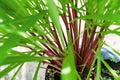 Green leaves pattern of Cymbopogon nardus In the garden