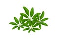 Green leaves pattern, Dwarf Umbrella Tree or Schefflera arboricola,isolated on white background