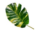 Green leaves pattern of Epipremnum aureum foliage isolated on white background,leaf exotic tropical,include clipping path,Devil`s