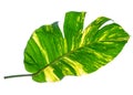 Green leaves pattern of Epipremnum aureum foliage isolated on white background,leaf exotic tropical,include clipping path,Devil`s