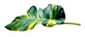 Green leaves pattern of Epipremnum aureum foliage isolated on white background,leaf exotic tropical,include clipping path,Devil`s