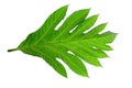 Green leaves pattern,leaf breadfruit isolated on white background,include clipping path Royalty Free Stock Photo