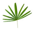 Green leaves pattern,leaf palm tree isolated on white background with clipping path Royalty Free Stock Photo