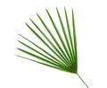 Green leaves pattern,leaf palm tree isolated on white background Royalty Free Stock Photo