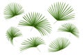 Green leaves pattern,leaf palm tree isolated on white background Royalty Free Stock Photo