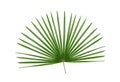 Green leaves pattern,leaf palm tree isolated on white background