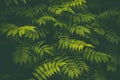 Green leaves pattern, natural background and wallpaper. Dark texture of fresh foliage. Herbal backdrop for design Royalty Free Stock Photo