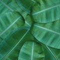 Green leaves pattern for nature concept,tropical leaf textured background Royalty Free Stock Photo