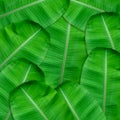 Green leaves pattern for nature concept,tropical leaf textured background Royalty Free Stock Photo