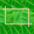 Green leaves pattern for nature concept,tropical leaf textured background Royalty Free Stock Photo