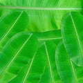 Green leaves pattern for nature concept,tropical leaf textured background Royalty Free Stock Photo