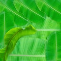 Green leaves pattern for nature concept,tropical leaf textured background Royalty Free Stock Photo