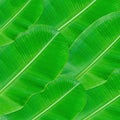 Green leaves pattern for nature concept,tropical leaf textured background Royalty Free Stock Photo