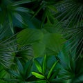 Green leaves pattern for nature concept,tropical leaf textured background Royalty Free Stock Photo