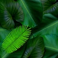 Green leaves pattern for nature concept,tropical leaf textured background Royalty Free Stock Photo
