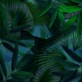 Green leaves pattern for nature concept,tropical leaf textured background Royalty Free Stock Photo