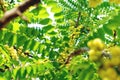 Green leaves pattern,star gooseberry tree in garden,Phyllanthus acidus