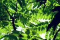 Green leaves pattern,star gooseberry tree in garden,Phyllanthus acidus