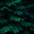 Green leaves pattern, summer natural plant background, wallpaper. Dark texture of fresh foliage in night. Greenery backdrop for Royalty Free Stock Photo