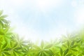 Green leaves pattern for summer or spring season concept on blue sky background with rays Royalty Free Stock Photo