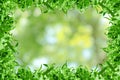 Green leaves pattern for summer or spring season concept,frame of grass leaf with bokeh textured background Royalty Free Stock Photo