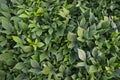 Green Leaves Pattern Texture Background of the Sweet Potato Plant in the Field