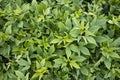 Green Leaves Pattern Texture Background of the Sweet Potato Plant in the Field Royalty Free Stock Photo