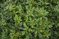 Green Leaves Pattern Texture Background of the Sweet Potato Plant in the Field Royalty Free Stock Photo