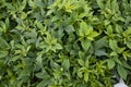 Green Leaves Pattern Texture Background of the Sweet Potato Plant in the Field Royalty Free Stock Photo