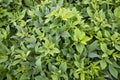 Green Leaves Pattern Texture Background of the Sweet Potato Plant in the Field Royalty Free Stock Photo
