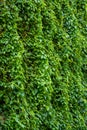 The green leaves pattern & texture of vertical plants