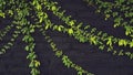 Green leaves pattern, vine or creeping plant growth on black brick wall for background with copy space Royalty Free Stock Photo