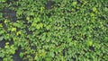 Green leaves pattern, vine and creeping plant growth on wall for background in garden park. Royalty Free Stock Photo