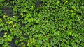 Green leaves pattern, vine and creeping plant growth on wall for background in garden park. Royalty Free Stock Photo