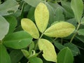 Green leaves of Peanut Plants Royalty Free Stock Photo